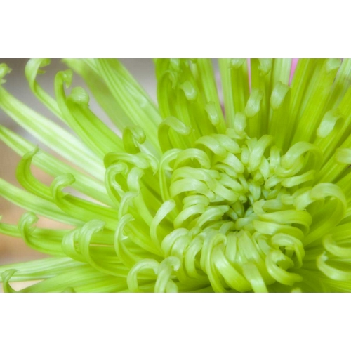 Close-up of spider chrysanthemum